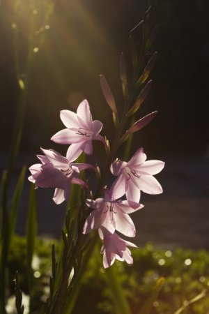 shining flowers in the sunlight